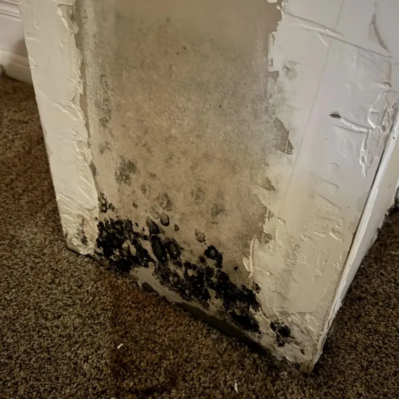 Professional Mold Removal in Redwood City, CA